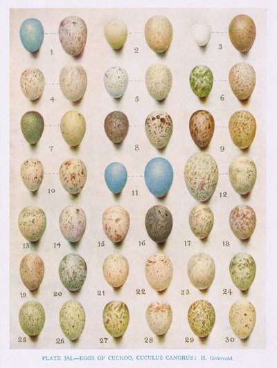 Eggs: Willow Warbler, Wood Warbler, etc. by Hendrik Gronvold